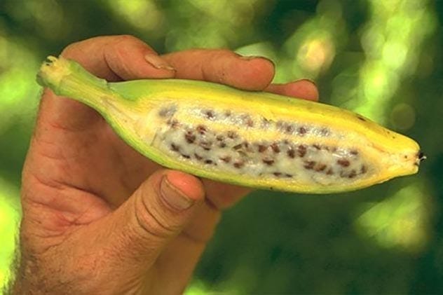 Banana
