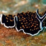 Silly Science: 10 Real Terms That Sound Hilariously Fake