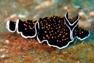 Silly Science: 10 Real Terms That Sound Hilariously Fake