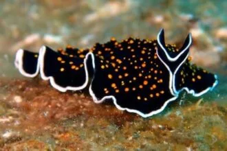 Silly Science: 10 Real Terms That Sound Hilariously Fake