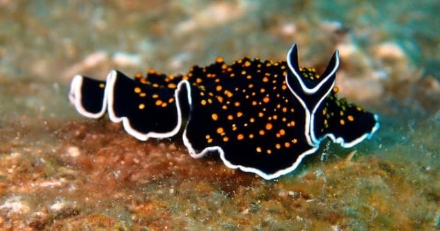 Silly Science: 10 Real Terms That Sound Hilariously Fake