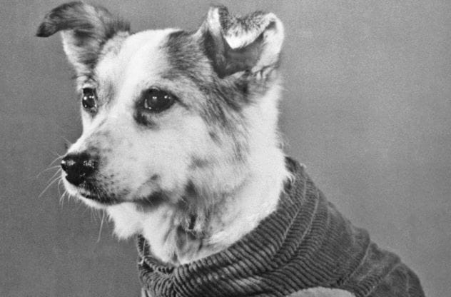 Zvezdochka, the Soviet space dog who flew before Yuri Gagarin
