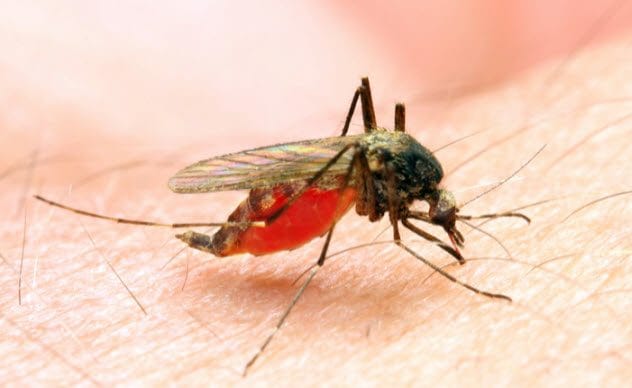 Malaria Mosquito