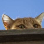 10 Bizarre Military Fails: Weirdest Experiments Ever Tried