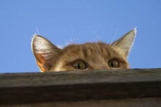 10 Bizarre Military Fails: Weirdest Experiments Ever Tried