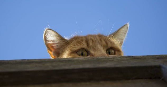 10 Bizarre Military Fails: Weirdest Experiments Ever Tried