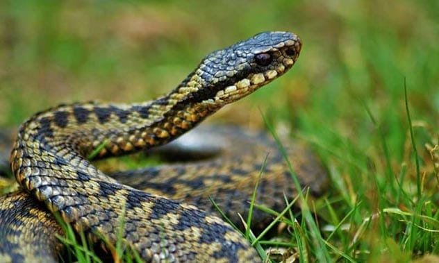 Adder snake
