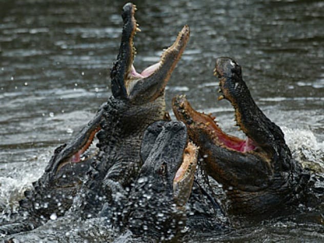 Alligator in floodwaters