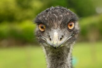 10 Shocking Bird Attack Deaths: Feathered Foes You Won't Believe