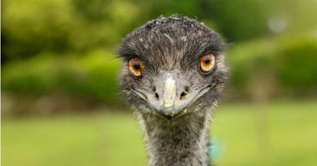 10 Shocking Bird Attack Deaths: Feathered Foes You Won't Believe