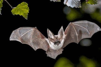 Top 10 Animals With Amazing, Almost Magical, Superpowers