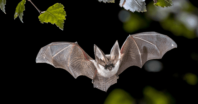 Top 10 Animals With Amazing, Almost Magical, Superpowers