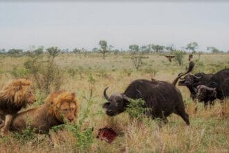 10 Surprising Animals That Can Kill a Lion