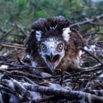 10 Unexpected Animal Phobias You Won't Believe Exist