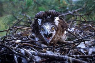 10 Unexpected Animal Phobias You Won't Believe Exist