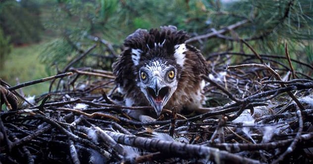 10 Unexpected Animal Phobias You Won't Believe Exist