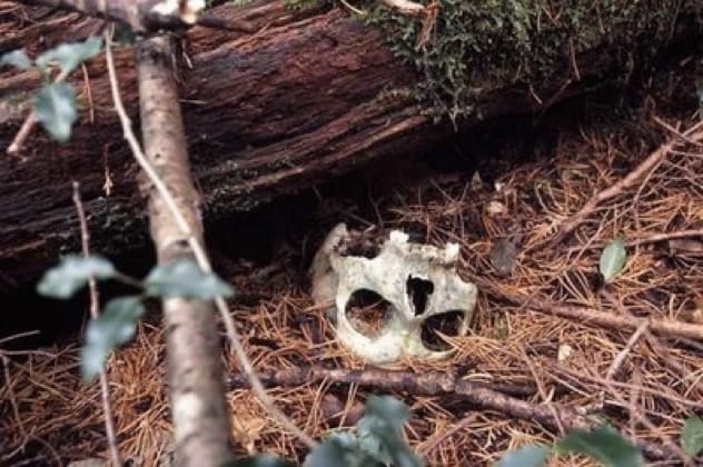 Skull found in Aokigahara Forest