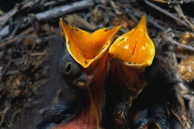 Baby birds in a nest with mouths open