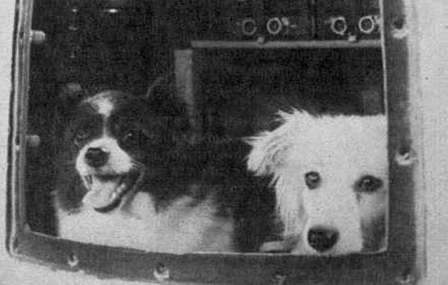 Bars and Lisichka, Soviet space dogs