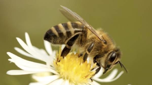 Bee Brains