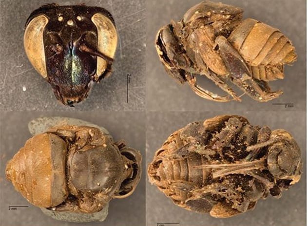 Mummified bee nests
