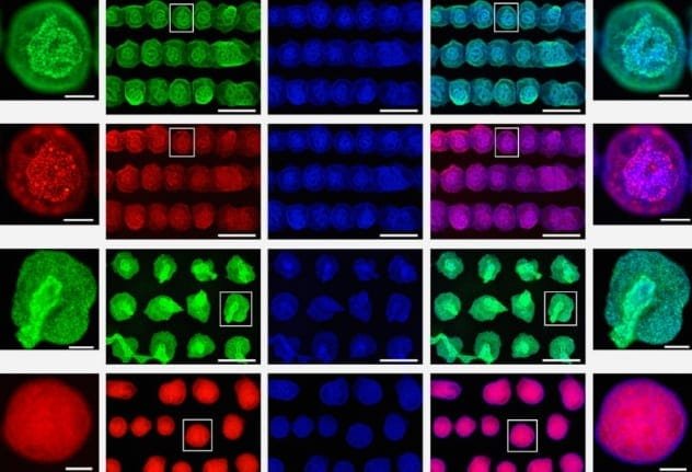 Microscopic view of bioprinted stem cells with laser technology