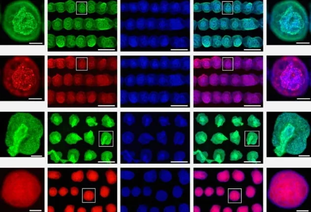 Microscopic view of bioprinted stem cells with laser technology