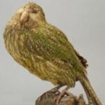 10 Animals With Awful Survival Instincts (Seriously!)