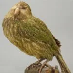 10 Animals With Awful Survival Instincts (Seriously!)