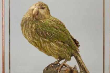 10 Animals With Awful Survival Instincts (Seriously!)