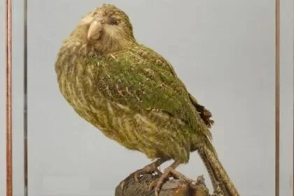 10 Animals With Awful Survival Instincts (Seriously!)