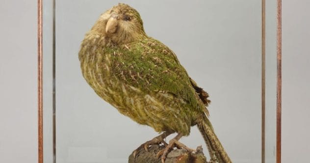 10 Animals With Awful Survival Instincts (Seriously!)