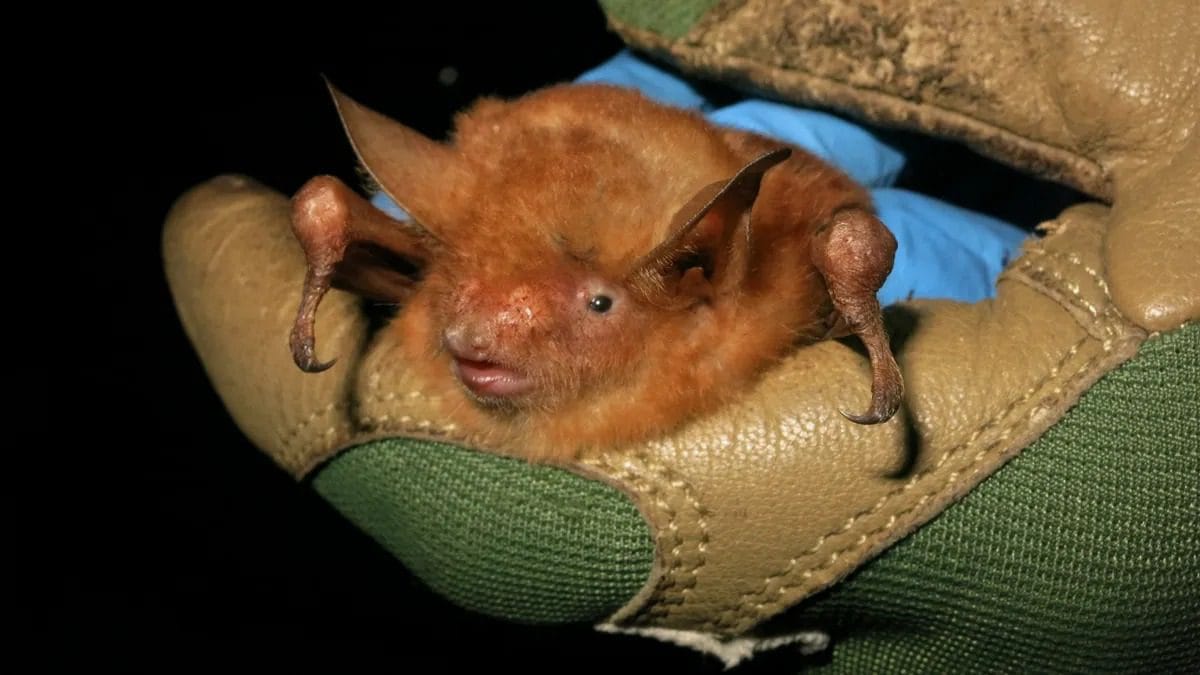 Bright Orange Bat