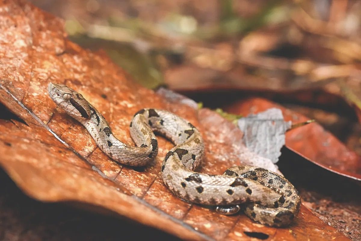 Mountain Fer-de-Lance