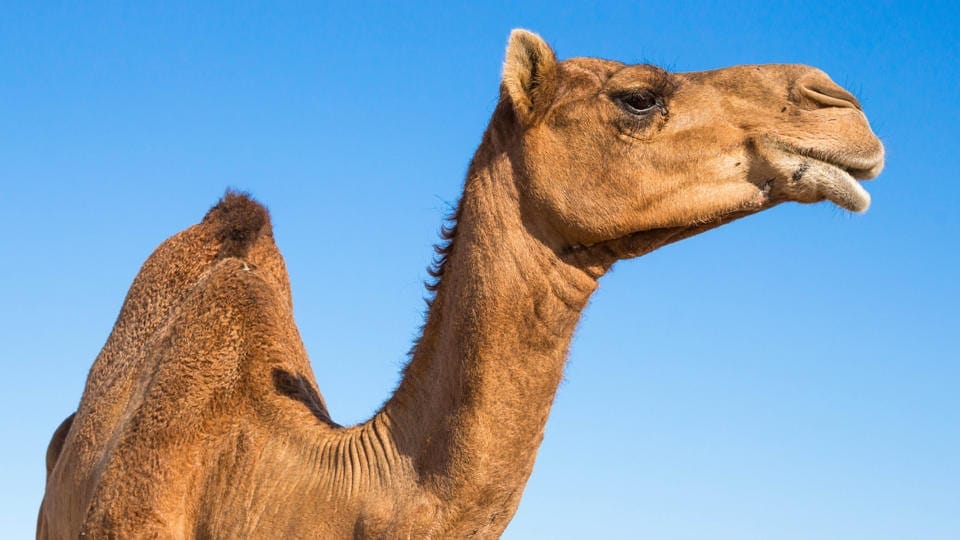 Camel sitting on a woman