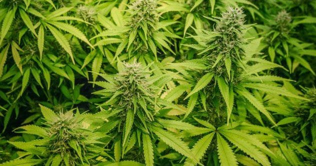 Rows of cannabis plants growing under lights
