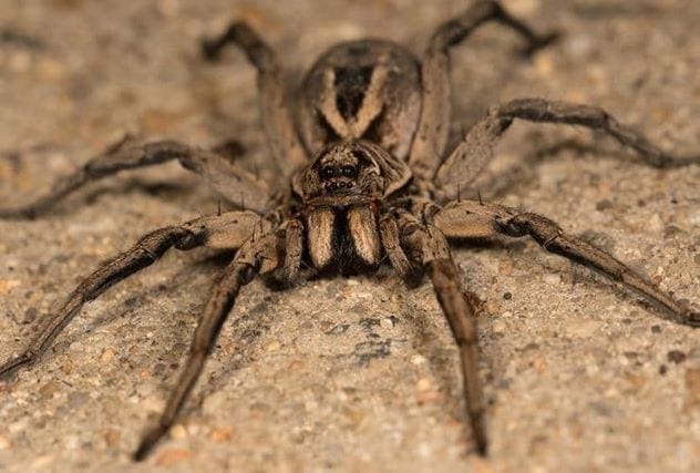 Carolina wolf spider, an arachnid that does not spin webs to catch prey