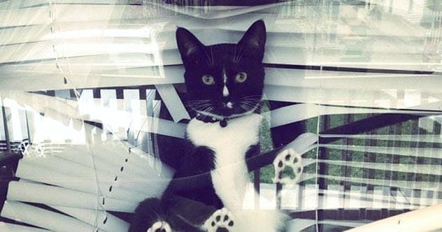 A cat looking surprised