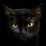 10 Animal Curses & Omens: Unlucky Signs from the Wild