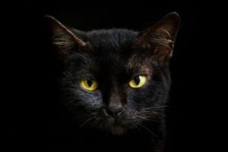 10 Animal Curses & Omens: Unlucky Signs from the Wild