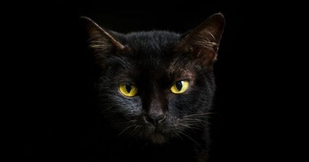 10 Animal Curses & Omens: Unlucky Signs from the Wild
