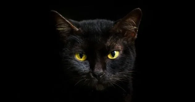 10 Animal Curses & Omens: Unlucky Signs from the Wild