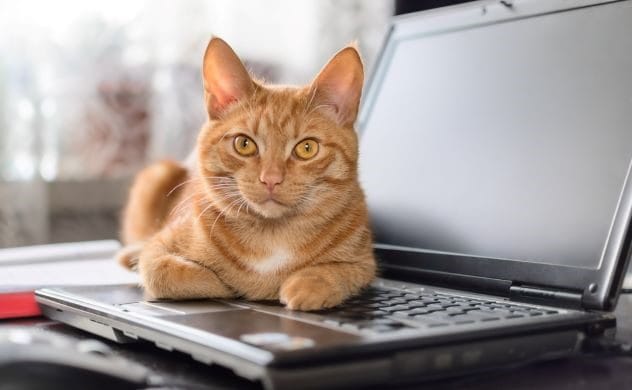 Cat sitting on a laptop keyboard