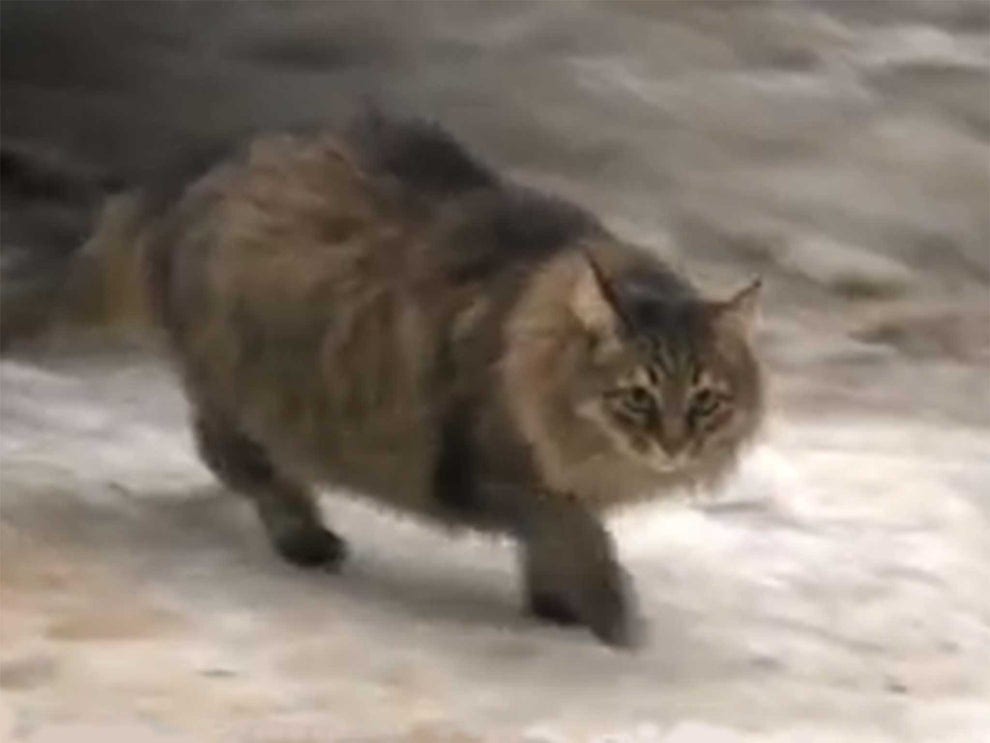 Cat warming a baby