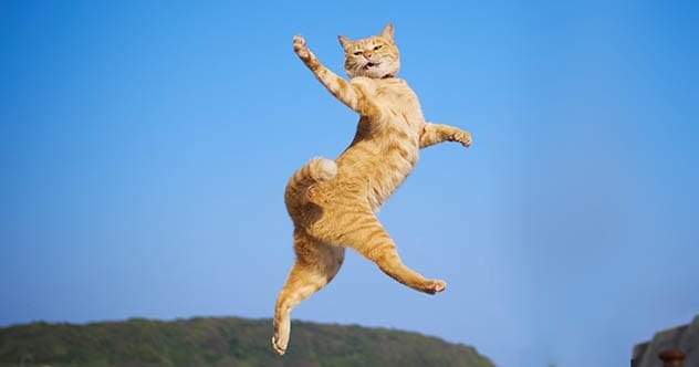Cat Burning