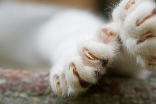 image of claws