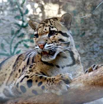 The Clouded Leopard, a modern cat with remarkably long fangs