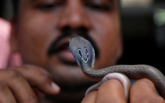 Snake Venom
