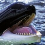 Creepy Animals: 10 Behaviors That Will Haunt You