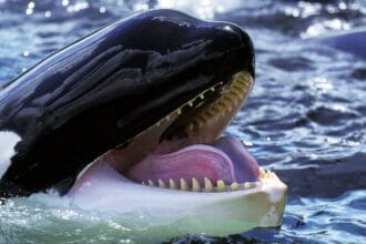 Creepy Animals: 10 Behaviors That Will Haunt You